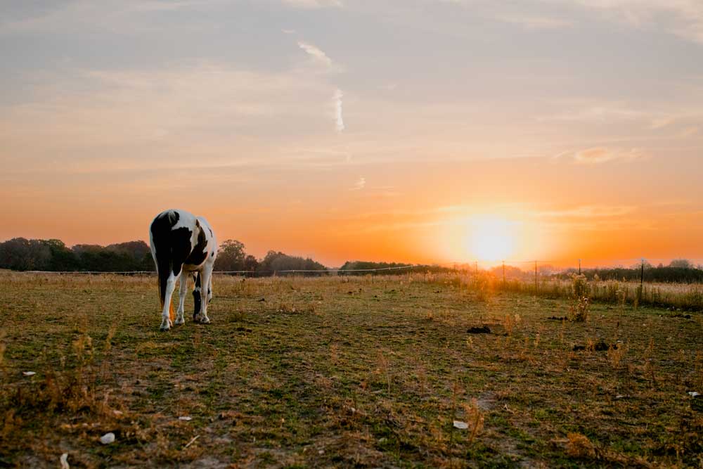 horse and sunset photography mn