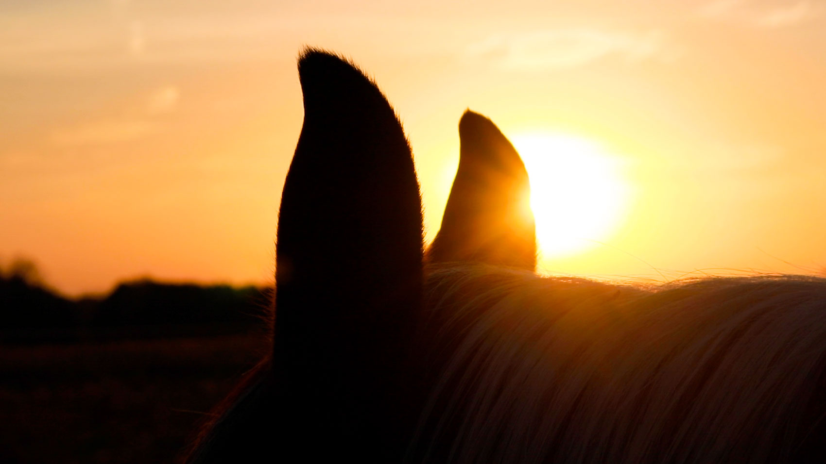 Horse ears in the sunrise