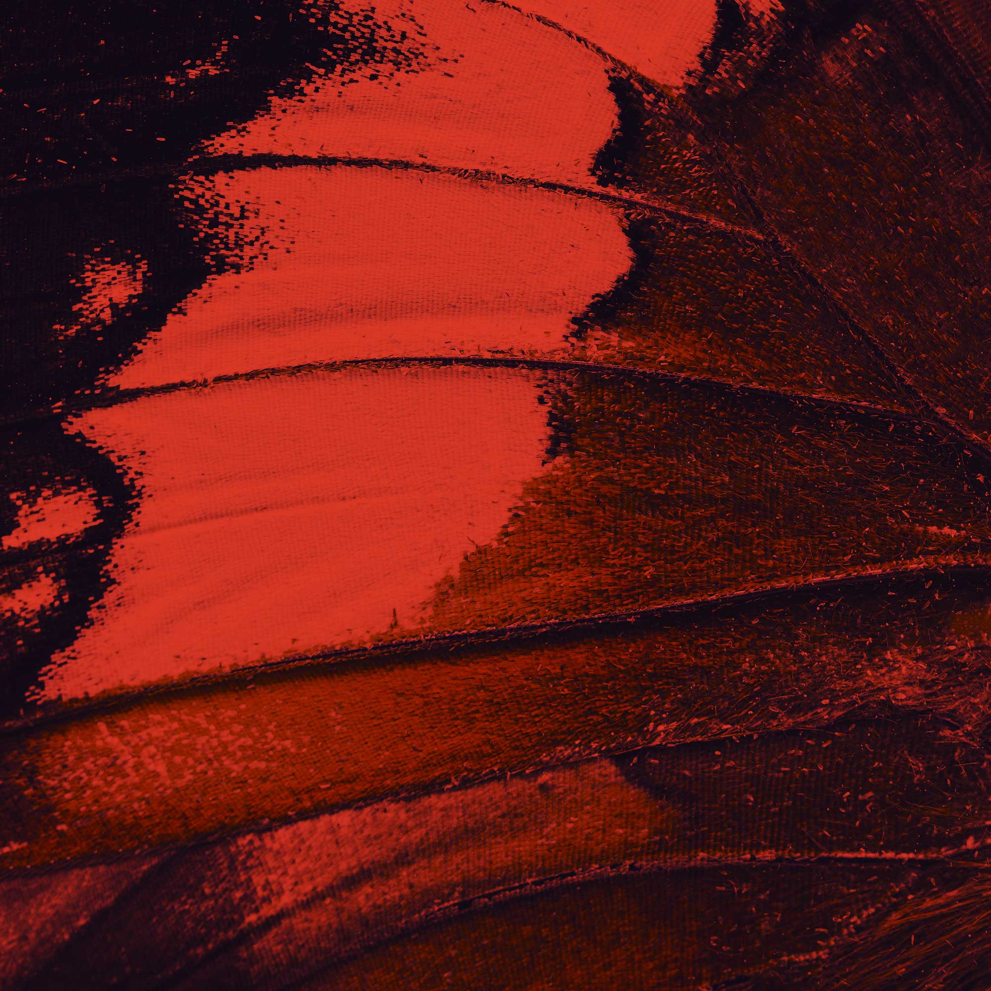 monarch butterfly wing